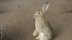 Rabbit sitting on its feet with hanging paws, closeup handheld