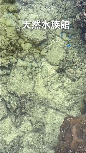 沖縄 古宇利島 ハートロック 2025.08.23