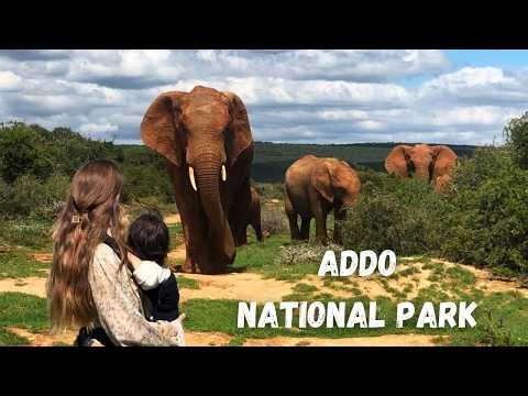 Everything You Need to Know Before Visiting | Addo Elephant National Park Safari 🇿🇦 South Africa