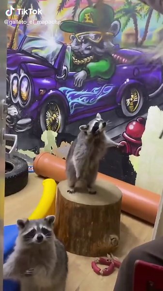 Videos de Galleto el Mapache (@galleto_el_mapache) con «sonido original - Galleto el Mapache»