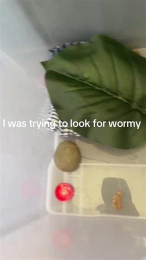 Wormonastring (@wormonastring600)’s videos with original sound - Wormonastring