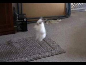 Bunny Rabbit Olympics - Baby Bunny Long Jump
