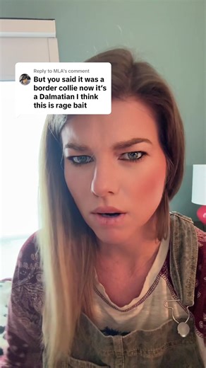 Replying to @MLA border collie say what? Learn your dog breeds before you comment here 😝🤗 #dogshow #dogbreeds #satire #babymamadrama #dalmatian