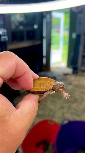 10K views · 720 reactions | Unboxing Our New Arrival!  | Garden State Tortoise | Facebook