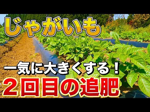 [Potato cultivation] The second top dressing for rapid growth ~ How to hill up the soil! Determin...