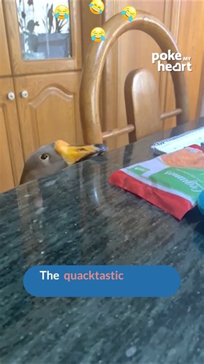 10K views · 30 reactions | Not all ducks live in ponds... #pet #duck #funny | Poke My Heart | Facebook