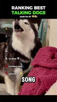 These dogs are actually talking 😂