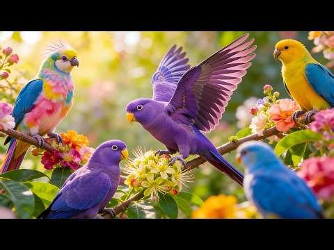 Wings of Nature | Beautiful Colorful Birds & Relaxing Birdsong for Peace and Serenity.