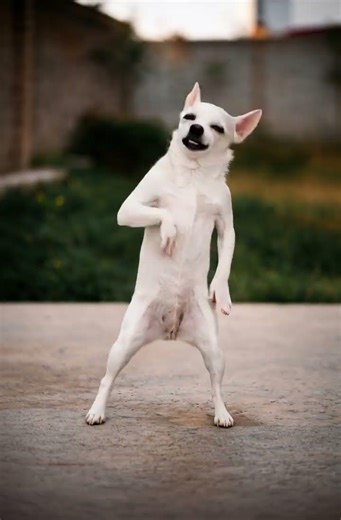 🐶😂 Funny Dancing Dog AI | Viral Funny Dancing Videos