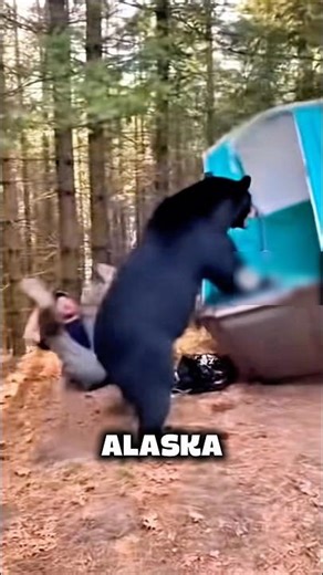 Animals that killed Alaskan #animals #facts #wildlife #shortsvideo #viralshorts