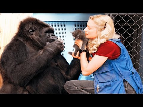 Gorilla Learns Sign Language, Sends SHOCKING Message To Scientists!