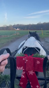 Køretur med ⭐️ del 3 Det var tydeligt her til sidst at star blev lidt træt efter de nye indtryk på turen som han skulle forholde sig til 💙 men igen en guttermand som altid med ja-🎩 på, så da vi var retur hoppede jeg af vognen da vi skridtede af🥰 | Mig og mine miniature