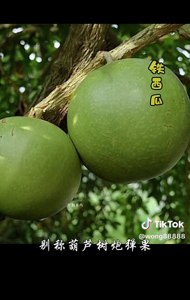 铁西瓜：观赏性植物和草药用途