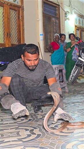 Indian sprectacled cobra snake Rescue 😱