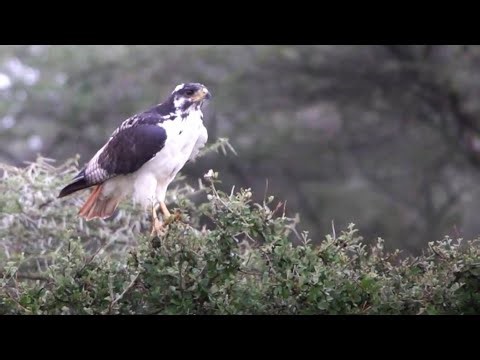 immature augur buzzard - part 8 - takes flight