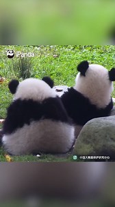 Warning! Cuteness overloaded here! You’ve reached the maximum of cuteness that I can take in. #PandaMoment #HiPanda #CCRCGP #HowGiantPandasGrowUp | iPanda