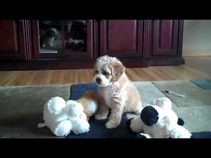 Denning Farms Cockapoo Puppies Playing inside!!