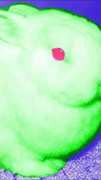 He Genetically Engineered a Glowing Green Rabbit 🐇🧪