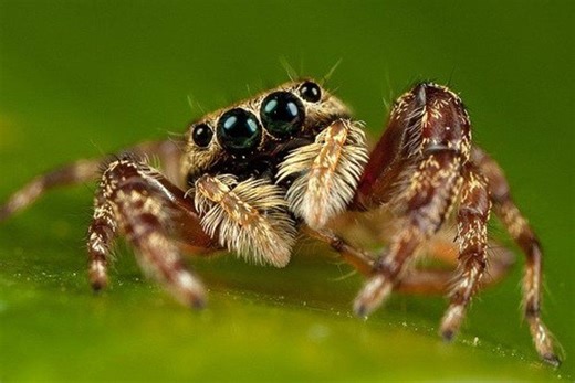 Canterbury researcher on expedition to unlock jumping spider's secret hunting ability
