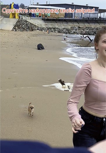 Мало не зїв пес #чихуахуа #приколыдослёз #собачка🐶 #приклеили #чихуахуахуёныши #намордникдлясобаки
