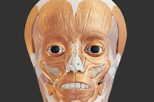 Facial Anatomy