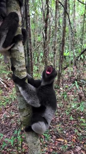 The Loudest Lemur! 🐒 Indri Indri’s Incredible Singing Call #monkey #funny #shorts #animals #calling