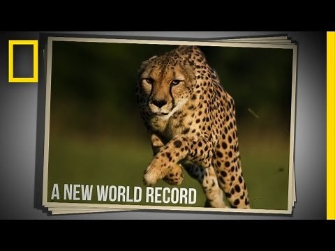 Cincinnati Zoo Cheetah Sets New World Speed Record in 100 Meter Run | National Geographic