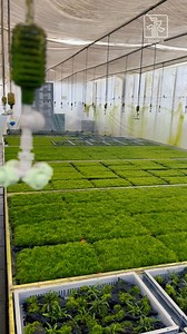 ENTER the Amazing World of MOSS 💚 Which Moss is your favorite? Let us know in the comments. Taxiphyllum alternans 'Taiwan Moss' Taxiphyllum barbieri 'Bogor Moss' Taxiphyllum barbieri Taxiphyllum 'Spiky' Vesicularia ferriei 'Weeping Moss' Vesicularia montagnei 'Christmas Moss' Fissidens fontanus Riccardia chamedryfolia #moss #mossart #aquarium #fish #fishtank #aquascape #aquariumhobby #aquascaping #freshwateraquarium #plantedtank #aquariumfish #aquariums #aquariumlife #plantedaquarium #aquariums