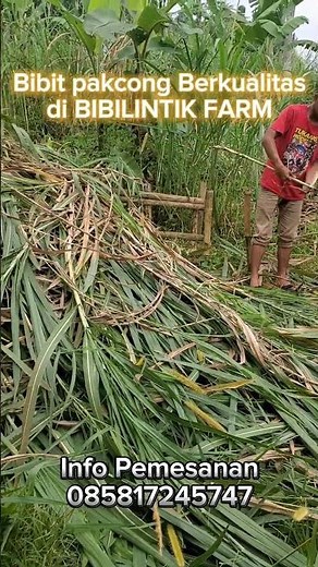 Bibit pakcong berkualitas hanya di ‪@BibilintikFarm‬ #domba #dombagarut #dombagarutsuper #shorts