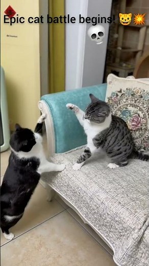 Epic Cat Fight Caught on Camera 🐱💥 | Real Street Cat Battle