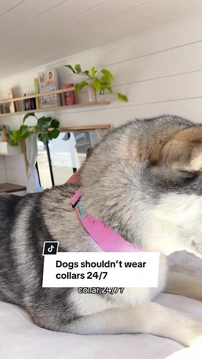 Dog Collars: When to Keep Them On and When to Take Them Off