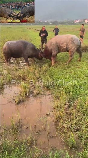 Massive Buffalo Clash in Open Field! part 4
