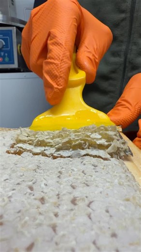 This is wax cappings straight off the honey frames. 🍯 Most people see mess, I see value. Nothing gets wasted here. I melt it down, clean it up, and recover pure beeswax. 🕯️ Then that wax gets recycled into fresh foundation, goes back into the hive, and the bees turn it into more comb and more honey. 🐝 Full circle beekeeping. Zero waste. | Black Mountain Honey