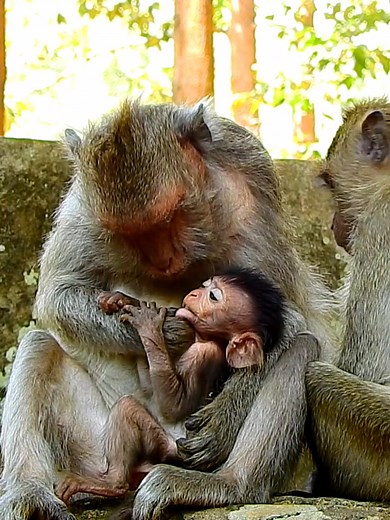 monkey.mister on TikTok