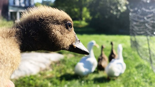 Too old to become a duckling, farm challenge