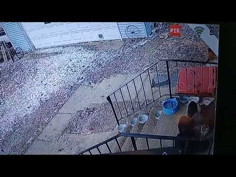 Curnes Cats: Cat counting contest. How many are there?