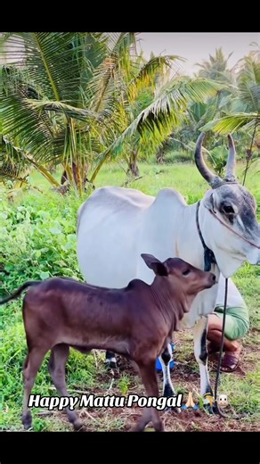 Elam (@elam_ela28)’s videos with original sound - Elam