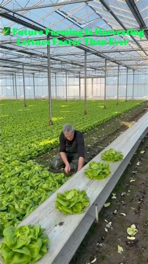 This Smart Greenhouse Harvest Feels Like the Future