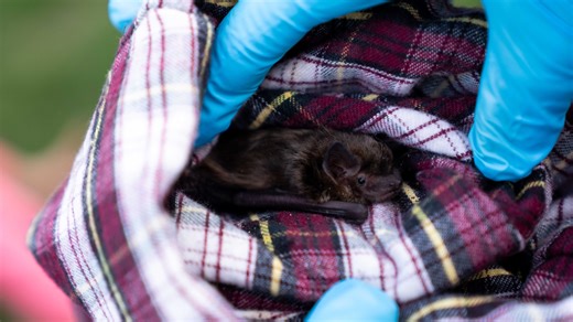 Can you kill bats in Iowa? What the state laws says when you find one in your house.