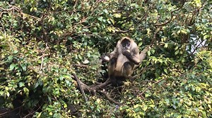 5.7K views · 155 reactions | It’s #InternationalPrimateDay and we’re...