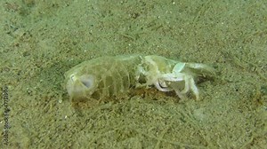 Mediterranean mud shrimp or burrowing shrimp (Upogebia pusilla) lead such a secret life that only their old empty shells, which can be seen on the seabed, speak of their presence in the biocenosis.