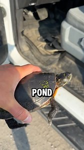 12K views · 393 reactions | How did the turtle cross the road?? I...