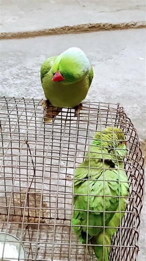 asif👍🥳🥰 #music #song #birds 🦜🐦🦜🦜🦜🦜🦜