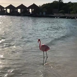 2.7K views · 62 reactions | What is this flamingo doing? 囹 Besides living his best life.  He is stomping his webbed feet to create a little tidal pool, disturbing the water and making all of the mollusks and other tiny crustaceans come to the surface. Having a lovely beach-side lunch, basically! | Birdbuddy | Facebook