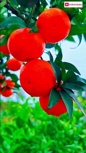 🍊 Fresh & Tasty Oranges | Nutrition, Benefits & Facts