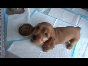 Samson - cocker spaniel - 8 weeks old