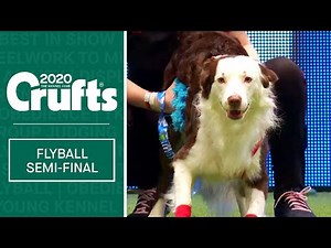 Flyball - Semi Finals | Crufts 2020
