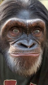 ALIENS LIKE TO EAT #joke #jokes #dadjokes #laughing #aliens #eat #unidentified #frying #objects #chimpanzee | Aaron McIntosh