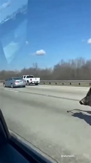 naturewiith_me on Instagram: "Japan is turning footsteps into electricity using piezoelectric tiles. Every step creates a small amount of energy, and millions of steps together power LED lights and digital systems-supporting a more sustainable urban future. 🌳 #Japan #FutureTechnology #RenewableEnergy #SmartCity #Innovation forestry 🌿"