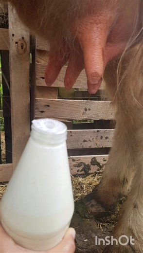 6.2K views · 161 reactions | Milking highland cow by hand. I'm...